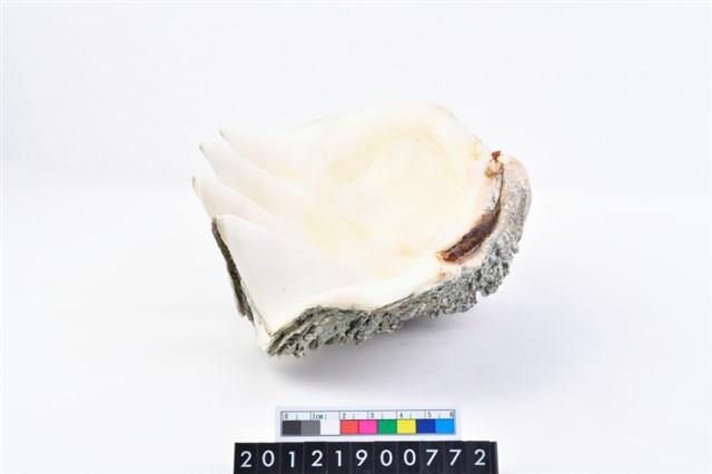 長硨磲蛤藏品圖，第6張