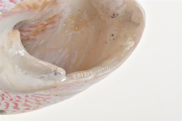 馬蹄鐘螺藏品圖，第16張