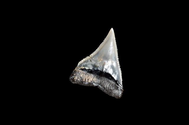 鯊魚牙齒藏品圖，第7張