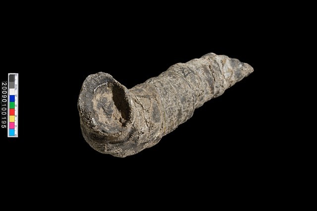 右羊角化石藏品圖，第3張