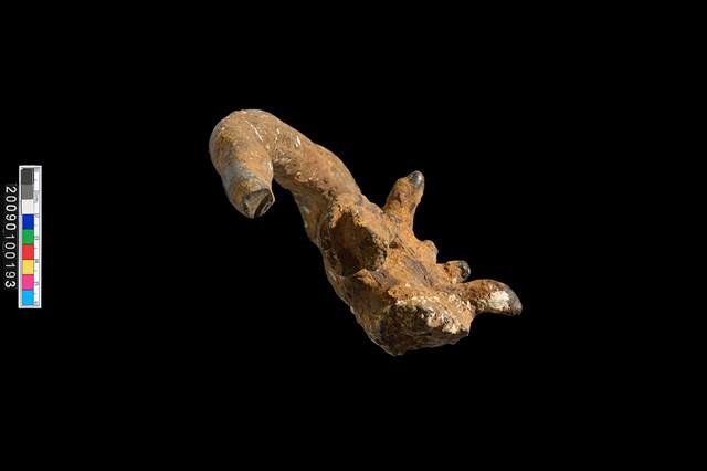 四不像鹿角化石藏品圖，第3張