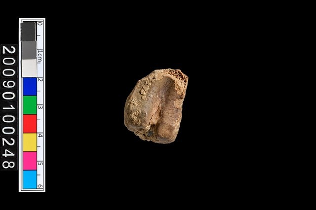 趾骨藏品圖，第3張
