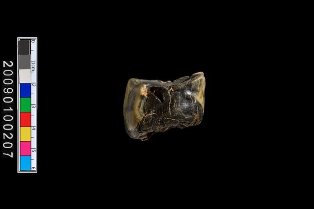 鹿齒化石藏品圖，第3張
