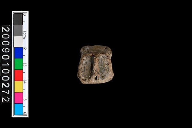 魚脊椎化石藏品圖，第3張