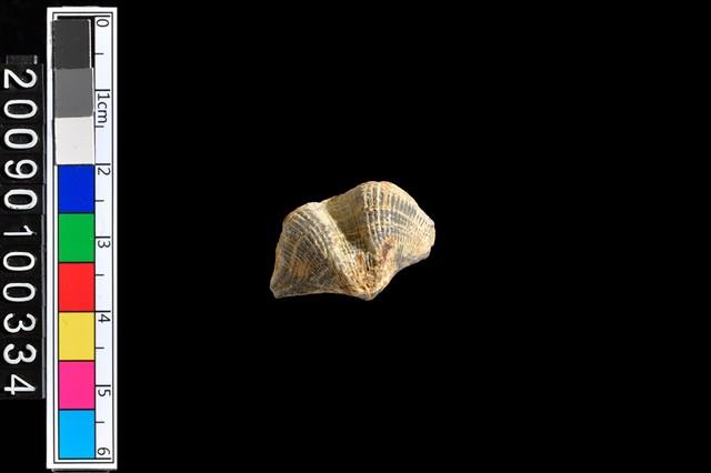 蛤類化石藏品圖，第1張