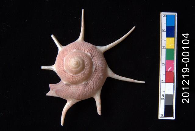 長棘星螺藏品圖，第1張