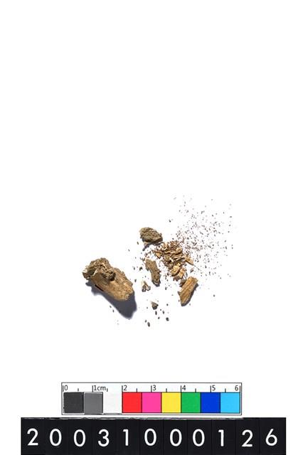 獸齒藏品圖，第1張