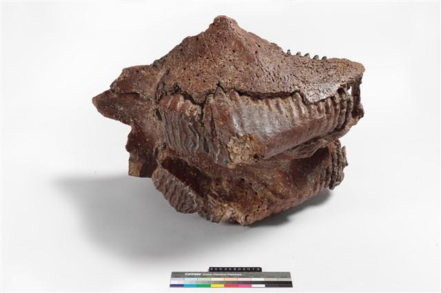 象上顎骨齒藏品圖，第1張