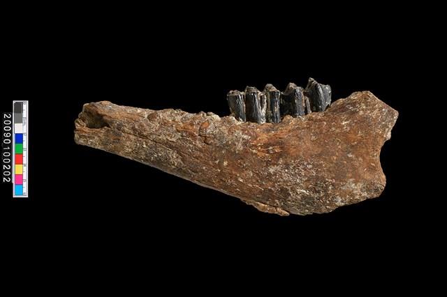鹿左下顎骨化石藏品圖，第1張
