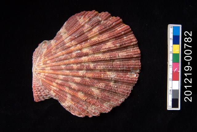 油畫海扇蛤藏品圖，第1張