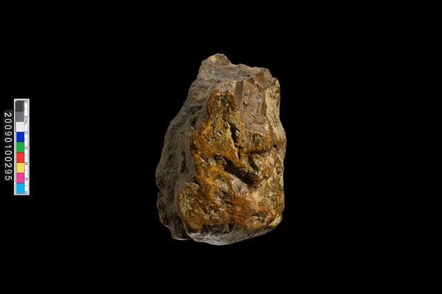扇貝化石藏品圖，第4張