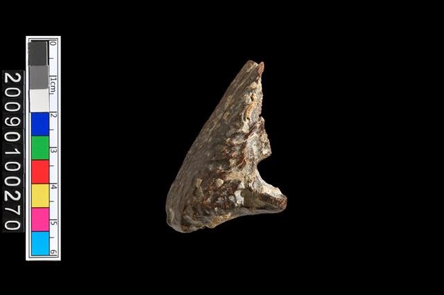 海生動物頭骨化石藏品圖，第4張