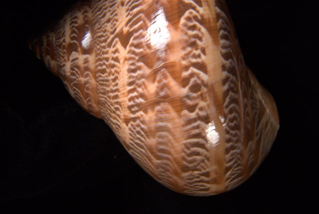 貓眼蠑螺藏品圖，第4張