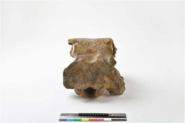 牛頭骨藏品圖，第4張
