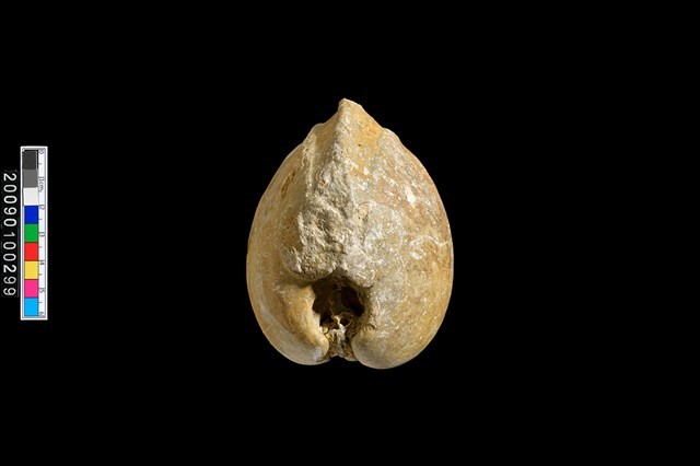 蛤類化石藏品圖，第4張