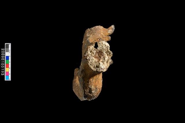 四不像鹿角化石藏品圖，第4張