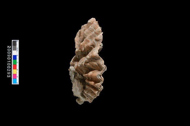 牡蠣藏品圖，第4張