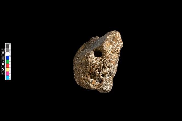 右腸骨化石藏品圖，第4張