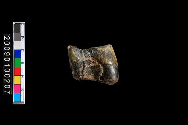 鹿齒化石藏品圖，第4張