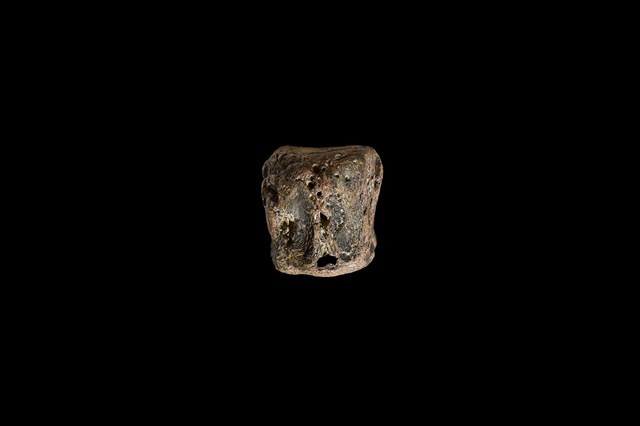 魚脊椎化石藏品圖，第4張
