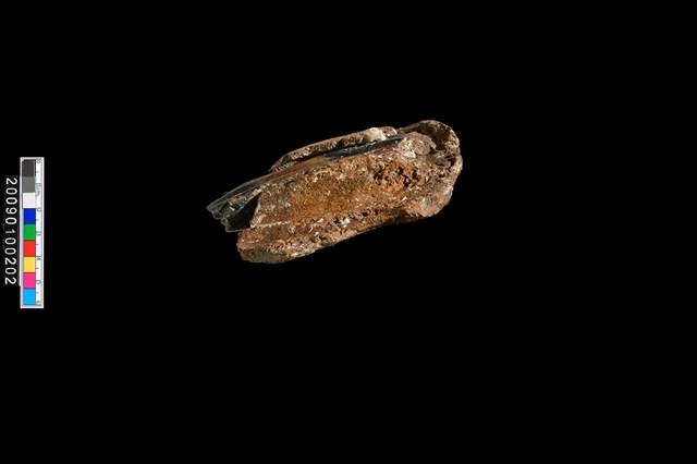 鹿左下顎骨化石藏品圖，第4張