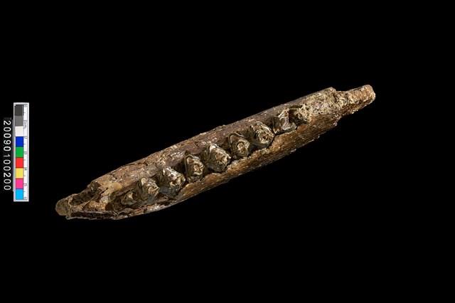 鹿左下顎骨化石藏品圖，第5張