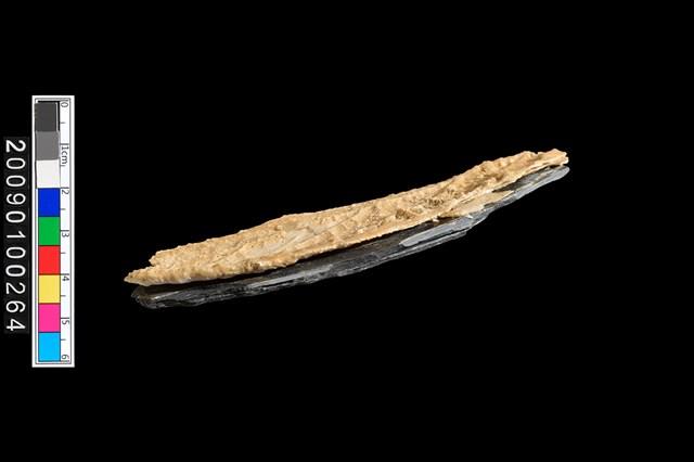植物生痕化石藏品圖，第5張