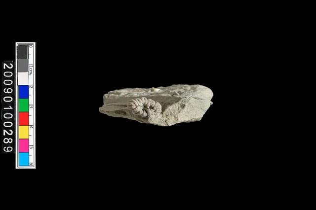 珊瑚化石？藏品圖，第5張