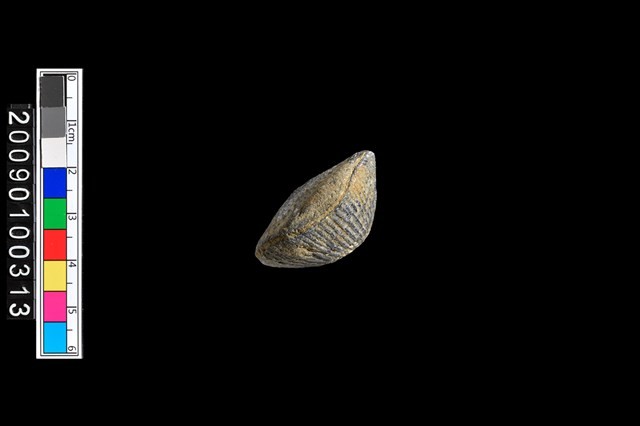 蛤類化石藏品圖，第5張