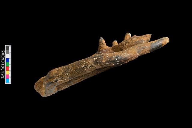 四不像鹿角化石藏品圖，第5張