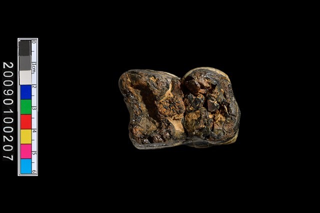 鹿齒化石藏品圖，第5張