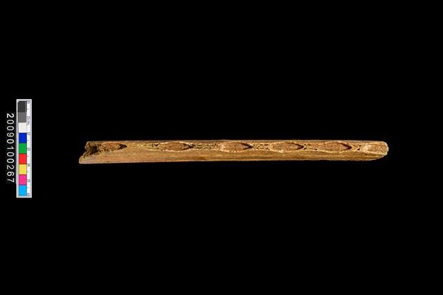 鱷魚骨殘件藏品圖，第5張