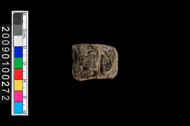 魚脊椎化石藏品圖，第5張