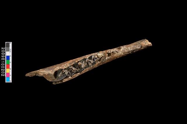 鹿左下顎骨化石藏品圖，第5張