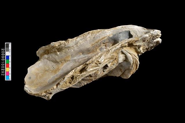 牡蠣の化石 牡蠣の化石 | 骨董店ノエル