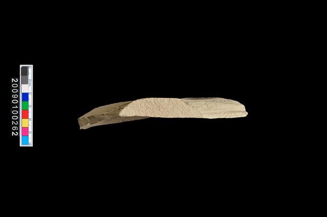 植物生痕化石藏品圖，第5張