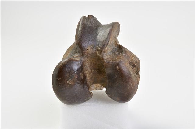 牛股骨下端藏品圖，第8張