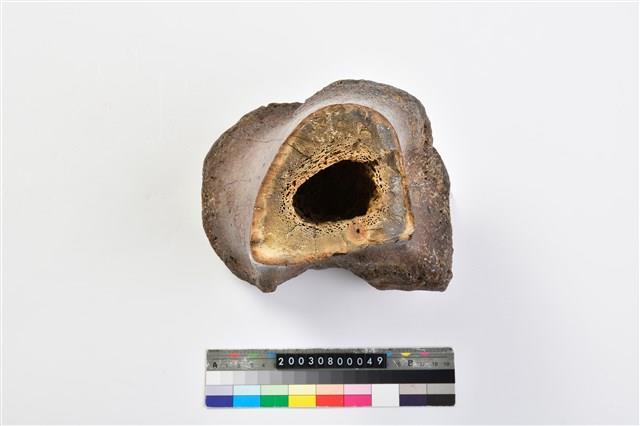 象脛骨上端藏品圖，第8張