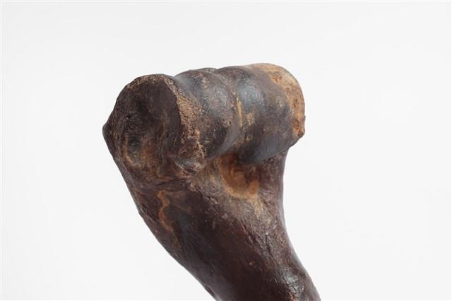 牛肱骨藏品圖，第8張