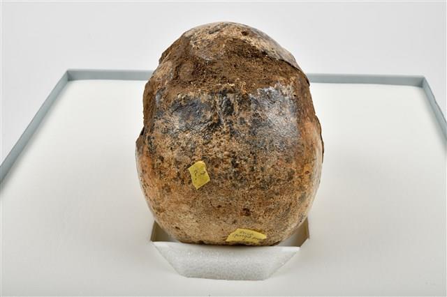 老年男性頭骨藏品圖，第9張