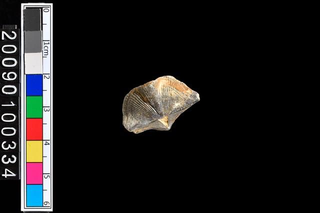 蛤類化石藏品圖，第2張