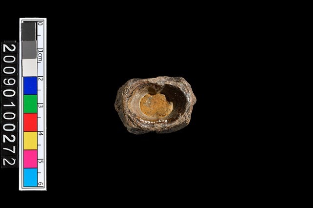 魚脊椎化石藏品圖，第2張