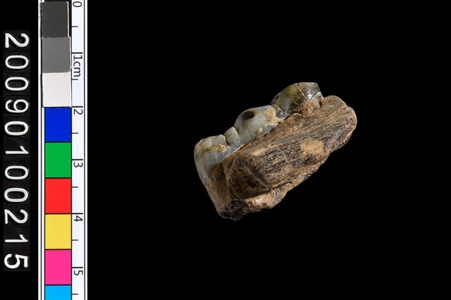 豬右上顎齒化石藏品圖，第6張