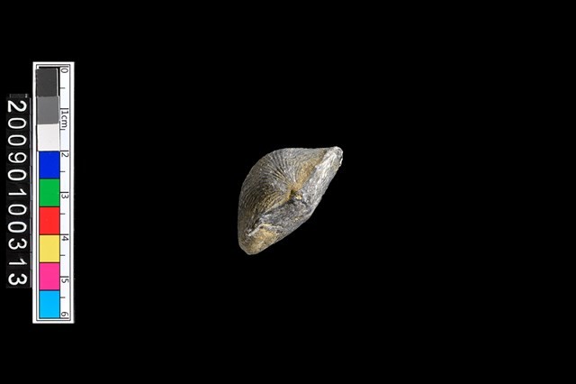 蛤類化石藏品圖，第6張