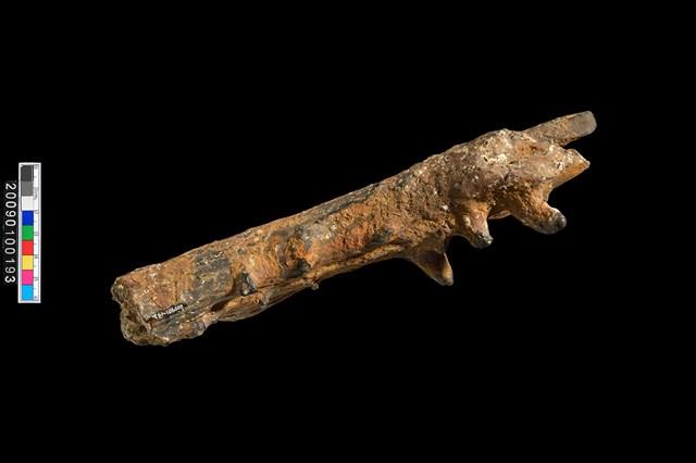 四不像鹿角化石藏品圖，第6張