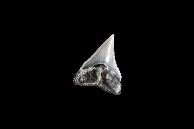 鯊魚牙齒藏品圖，第6張
