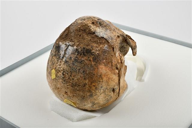 老年男性頭骨藏品圖，第7張