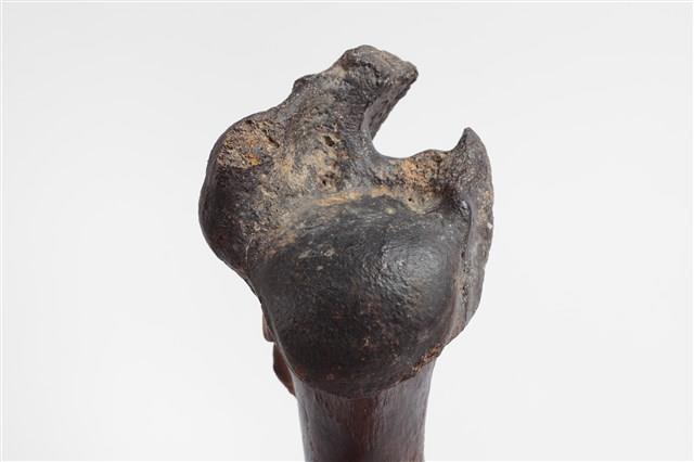 牛肱骨藏品圖，第7張