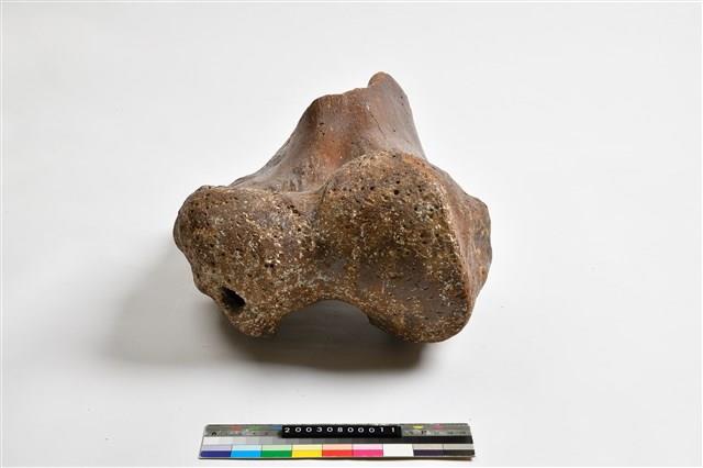 象肱骨上端藏品圖，第7張