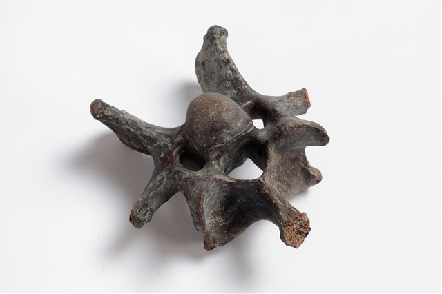 牛脊椎骨藏品圖，第7張